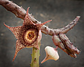 Нажмите на изображение для увеличения.

Название:	Stapelianthus_hardyi.jpg
Просмотров:	893
Размер:	211.6 Кб
ID:	313298
