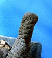 Нажмите на изображение для увеличения.

Название:	Euphorbia piscidermis_5.10_.JPG
Просмотров:	828
Размер:	235.3 Кб
ID:	313322