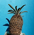 Нажмите на изображение для увеличения.

Название:	Euphorbiabupleurifolia_9.10.JPG
Просмотров:	808
Размер:	223.4 Кб
ID:	313327