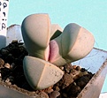 Нажмите на изображение для увеличения.

Название:	Lapidaria margaretae_7101.JPG
Просмотров:	319
Размер:	249.1 Кб
ID:	313339