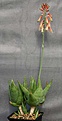 Нажмите на изображение для увеличения.

Название:	Aloe_ibitiensis_IMG_9532.jpg
Просмотров:	204
Размер:	85.1 Кб
ID:	313345