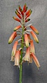 Нажмите на изображение для увеличения.

Название:	Aloe_ibitiensis_IMG_9535.jpg
Просмотров:	209
Размер:	63.5 Кб
ID:	313346