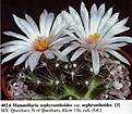 Нажмите на изображение для увеличения.

Название:	Mammillaria_zephyranthoides_zephyrantoides.jpg
Просмотров:	202
Размер:	123.2 Кб
ID:	313356