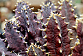 Нажмите на изображение для увеличения.

Название:	Huernia_stapelioides.jpg
Просмотров:	334
Размер:	160.4 Кб
ID:	313357