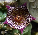 Нажмите на изображение для увеличения.

Название:	Trichocaulon cactiforme_30.7.09.JPG
Просмотров:	336
Размер:	158.1 Кб
ID:	313363