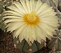 Нажмите на изображение для увеличения.

Название:	Astrophytum CapAsxAs.jpg
Просмотров:	342
Размер:	57.1 Кб
ID:	313386