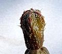Нажмите на изображение для увеличения.

Название:	Astrophytum CoKab_10.07-5.10.JPG
Просмотров:	361
Размер:	205.0 Кб
ID:	313387