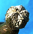 Нажмите на изображение для увеличения.

Название:	Astrophytum CoKab_10.07-7102.JPG
Просмотров:	348
Размер:	217.3 Кб
ID:	313388