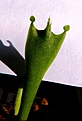 Нажмите на изображение для увеличения.

Название:	Edithcolea grandis_10-12.10.JPG
Просмотров:	316
Размер:	195.1 Кб
ID:	313403