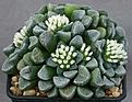 Нажмите на изображение для увеличения.

Название:	Crassula_mesembryanthemopsis_Pofadder_IMG_9728.jpg
Просмотров:	322
Размер:	123.7 Кб
ID:	313436