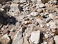 Нажмите на изображение для увеличения.

Название:	Habitat.jpg
Просмотров:	201
Размер:	232.8 Кб
ID:	313464