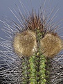 Нажмите на изображение для увеличения.

Название:	Eulychniabreviflora.jpg
Просмотров:	159
Размер:	100.6 Кб
ID:	313478