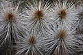 Нажмите на изображение для увеличения.

Название:	Eulychniabreviflora.jpg
Просмотров:	160
Размер:	197.0 Кб
ID:	313479