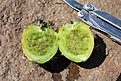 Нажмите на изображение для увеличения.

Название:	Miquelopuntiamiqueleseeds.jpg
Просмотров:	144
Размер:	155.8 Кб
ID:	313482