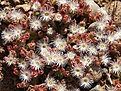 Нажмите на изображение для увеличения.

Название:	Flowers.jpg
Просмотров:	166
Размер:	171.4 Кб
ID:	313490