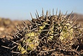 Нажмите на изображение для увеличения.

Название:	Copiapoaalticostata.jpg
Просмотров:	198
Размер:	127.2 Кб
ID:	313494