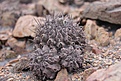 Нажмите на изображение для увеличения.

Название:	Copiapoafiedleriana.jpg
Просмотров:	194
Размер:	110.4 Кб
ID:	313500