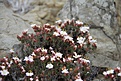 Нажмите на изображение для увеличения.

Название:	Flower.jpg
Просмотров:	176
Размер:	113.4 Кб
ID:	313511