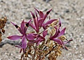 Нажмите на изображение для увеличения.

Название:	Flower.jpg
Просмотров:	185
Размер:	96.4 Кб
ID:	313512