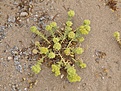 Нажмите на изображение для увеличения.

Название:	succulent.jpg
Просмотров:	175
Размер:	207.1 Кб
ID:	313524