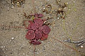 Нажмите на изображение для увеличения.

Название:	succulent.jpg
Просмотров:	182
Размер:	199.4 Кб
ID:	313525