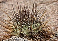 Нажмите на изображение для увеличения.

Название:	Copiapoachanaralensis.jpg
Просмотров:	172
Размер:	128.2 Кб
ID:	313530