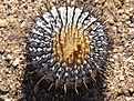 Нажмите на изображение для увеличения.

Название:	Copiapoacolumna-alba.jpg
Просмотров:	157
Размер:	184.1 Кб
ID:	313544