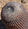 Нажмите на изображение для увеличения.

Название:	Copiapoacolumna-chocolat.jpg
Просмотров:	157
Размер:	129.7 Кб
ID:	313550