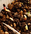Нажмите на изображение для увеличения.

Название:	Sclerocactus mesae-verdae SB1010_8.12.10-11_3days.JPG
Просмотров:	368
Размер:	206.4 Кб
ID:	313557