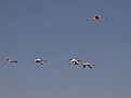 Нажмите на изображение для увеличения.

Название:	flamingo.jpg
Просмотров:	195
Размер:	20.5 Кб
ID:	313623
