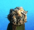Нажмите на изображение для увеличения.

Название:	Astrophytum KabCoCapAs_9.07-8.10.JPG
Просмотров:	347
Размер:	217.4 Кб
ID:	313629