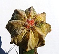 Нажмите на изображение для увеличения.

Название:	Astrophytum CoAs_11.04-7.10.JPG
Просмотров:	364
Размер:	225.4 Кб
ID:	313657