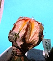 Нажмите на изображение для увеличения.

Название:	Astrophytum CoNivAs_10.06-7.10.JPG
Просмотров:	442
Размер:	201.5 Кб
ID:	313658