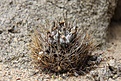 Нажмите на изображение для увеличения.

Название:	Pyrrhocactuspygmaeus.jpg
Просмотров:	141
Размер:	140.9 Кб
ID:	313683