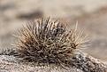 Нажмите на изображение для увеличения.

Название:	Pyrrhocactuspygmaeus.jpg
Просмотров:	150
Размер:	101.5 Кб
ID:	313684