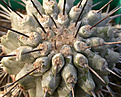 Нажмите на изображение для увеличения.

Название:	Copiapoa_columna-alba.jpg
Просмотров:	173
Размер:	145.1 Кб
ID:	313775