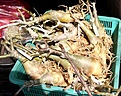 Нажмите на изображение для увеличения.

Название:	IMG_0948_1w.jpg
Просмотров:	146
Размер:	91.2 Кб
ID:	313820