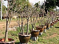 Нажмите на изображение для увеличения.

Название:	IMG_0957_1w.jpg
Просмотров:	146
Размер:	86.6 Кб
ID:	313824