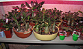 Нажмите на изображение для увеличения.

Название:	adenium-obesum-socotranum.jpg
Просмотров:	184
Размер:	62.2 Кб
ID:	313842