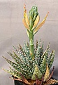 Нажмите на изображение для увеличения.

Название:	Aloe_longistyla_IMG_9817.jpg
Просмотров:	211
Размер:	80.9 Кб
ID:	313857