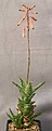 Нажмите на изображение для увеличения.

Название:	Aloe_juvenna_IMG_9829.jpg
Просмотров:	205
Размер:	51.5 Кб
ID:	313858
