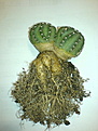 Нажмите на изображение для увеличения.

Название:	echinoc.2.jpg
Просмотров:	183
Размер:	100.7 Кб
ID:	313936