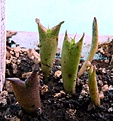 Нажмите на изображение для увеличения.

Название:	Hoodia parviflora 2month-7.10.JPG
Просмотров:	192
Размер:	211.5 Кб
ID:	313942