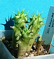 Нажмите на изображение для увеличения.

Название:	Hoodia parviflora4 month-9.10.JPG
Просмотров:	183
Размер:	228.8 Кб
ID:	313943