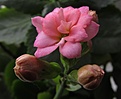 Нажмите на изображение для увеличения.

Название:	Kalanchoe.jpg
Просмотров:	372
Размер:	47.1 Кб
ID:	313952