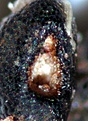 Нажмите на изображение для увеличения.

Название:	micropile.jpg
Просмотров:	469
Размер:	48.1 Кб
ID:	313962