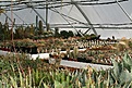 Нажмите на изображение для увеличения.

Название:	2011_01_greenhouse_IMG_9960.jpg
Просмотров:	254
Размер:	161.6 Кб
ID:	313979
