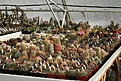 Нажмите на изображение для увеличения.

Название:	2011_01_greenhouse_IMG_9965.jpg
Просмотров:	229
Размер:	178.5 Кб
ID:	313981