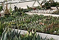 Нажмите на изображение для увеличения.

Название:	2011_01_greenhouse_IMG_9973.jpg
Просмотров:	220
Размер:	185.2 Кб
ID:	313984