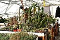 Нажмите на изображение для увеличения.

Название:	2011_01_greenhouse_IMG_9974.jpg
Просмотров:	227
Размер:	190.5 Кб
ID:	313985